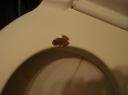 frosch1.JPG